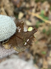 Neuroterus quercusbaccarum