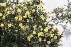 Melaleuca thymoides