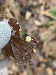 Neuroterus quercusbaccarum