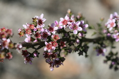 Pericalymma ellipticum