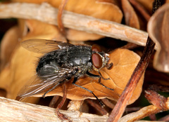 Calliphora vomitoria