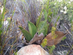 Mairia coriacea