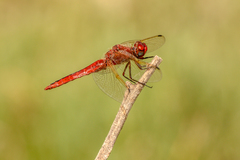 Libellula pontica