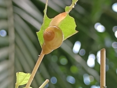 Helicarion perfragilis