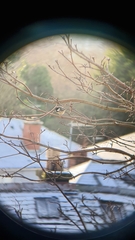 Periparus ater