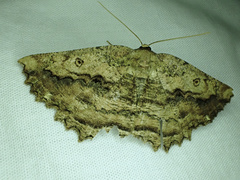 Gellonia pannularia