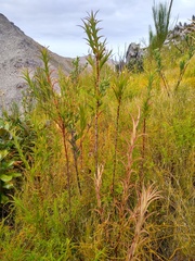 Cliffortia prionota