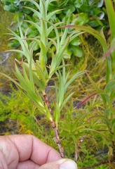 Cliffortia prionota