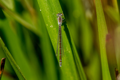 Coenagrion ornatum