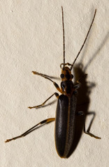Parisopalpus macleayi