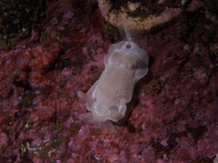 Goniodoris nodosa