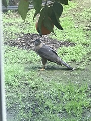Accipiter cooperii