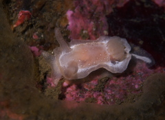 Goniodoris nodosa