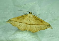 Sarisa muriferata