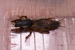 Gryllotalpa gryllotalpa