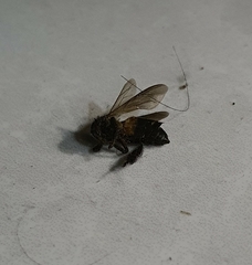 Apis dorsata