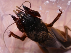 Gryllotalpa gryllotalpa