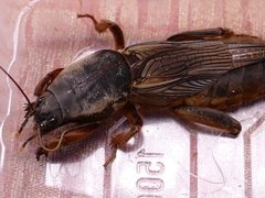 Gryllotalpa gryllotalpa