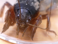 Gryllotalpa gryllotalpa