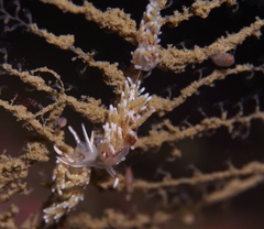 Rubramoena rubescens