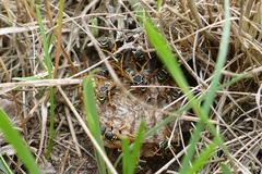 Polistes nimpha