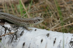 Lacerta agilis