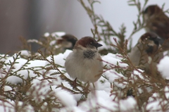Passer domesticus