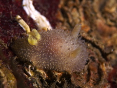 Acanthodoris pilosa