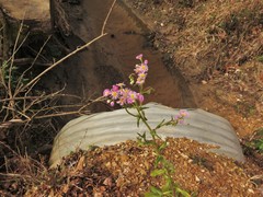 Erigeron philadelphicus philadelphicus