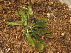 Erigeron philadelphicus philadelphicus