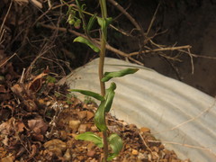 Erigeron philadelphicus philadelphicus