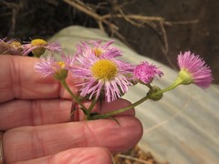 Erigeron philadelphicus philadelphicus