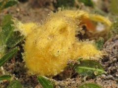 Antennarius striatus