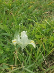 Iris palaestina