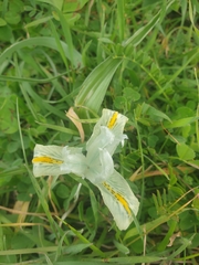 Iris palaestina
