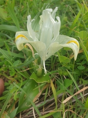 Iris palaestina