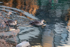 Anas platyrhynchos × zonorhyncha