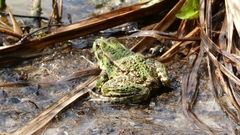Pelophylax