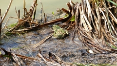 Pelophylax