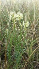 Stackhousia subterranea