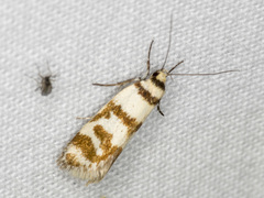 Philobota impletella