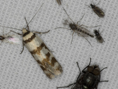 Philobota impletella