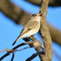 Red-Capped Robin photo 5