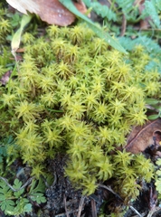 Syntrichia ruraliformis