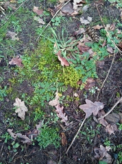 Syntrichia ruraliformis