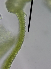 Syntrichia ruraliformis