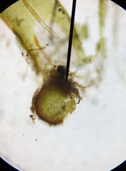 Syntrichia ruraliformis