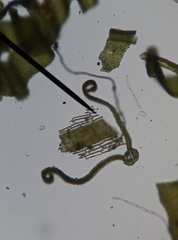 Syntrichia ruraliformis