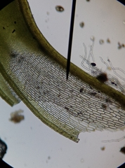 Syntrichia ruraliformis