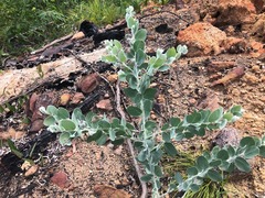 Acacia podalyriifolia